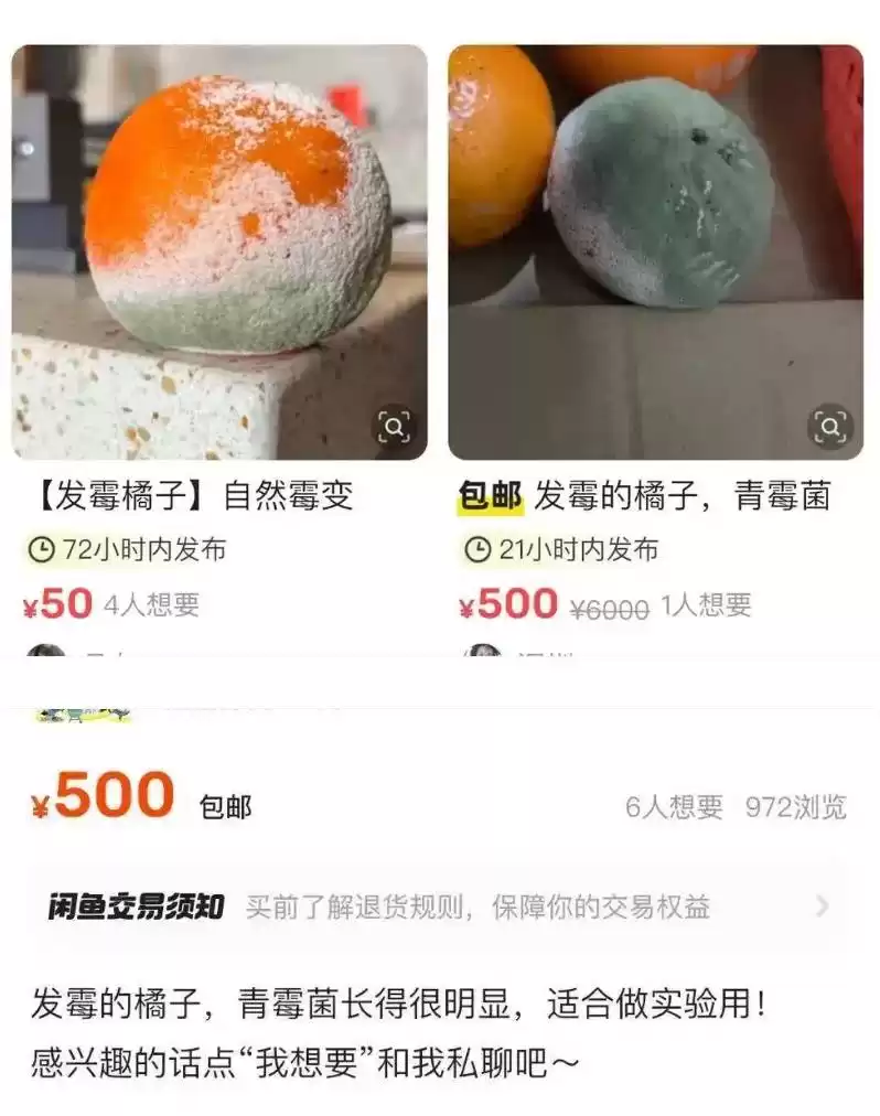 发霉的橘子被高价卖出 网友:果然人赚不到认知之外的钱