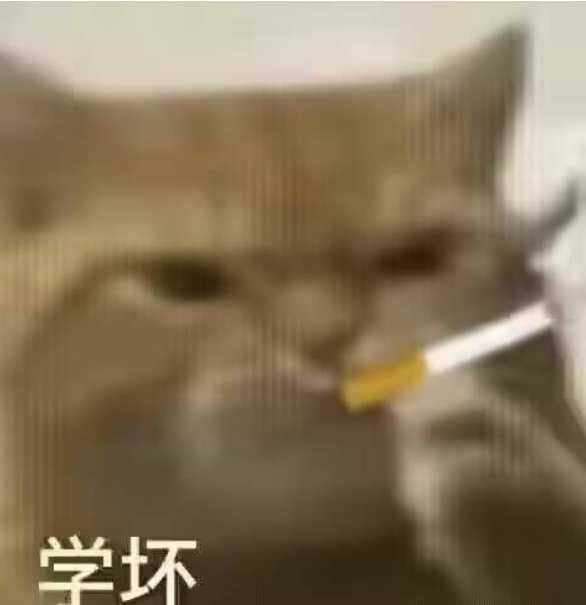 每日丑猫(3)