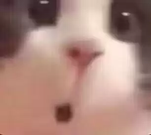 每日丑猫(3)