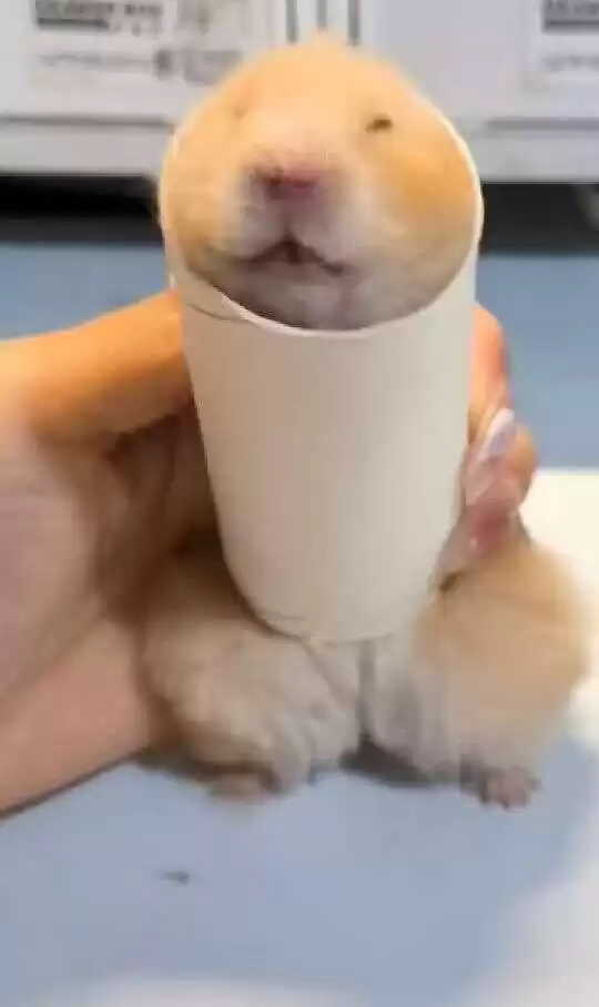 每日丑猫(3)