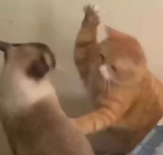 每日丑猫(3)