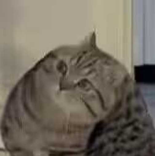 每日丑猫(3)
