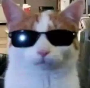每日丑猫(3)