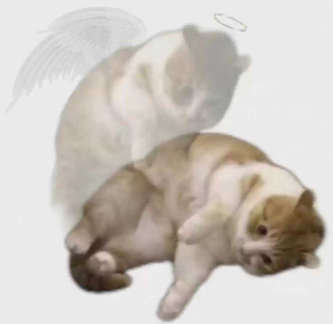 每日丑猫(3)