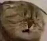 每日丑猫(3)