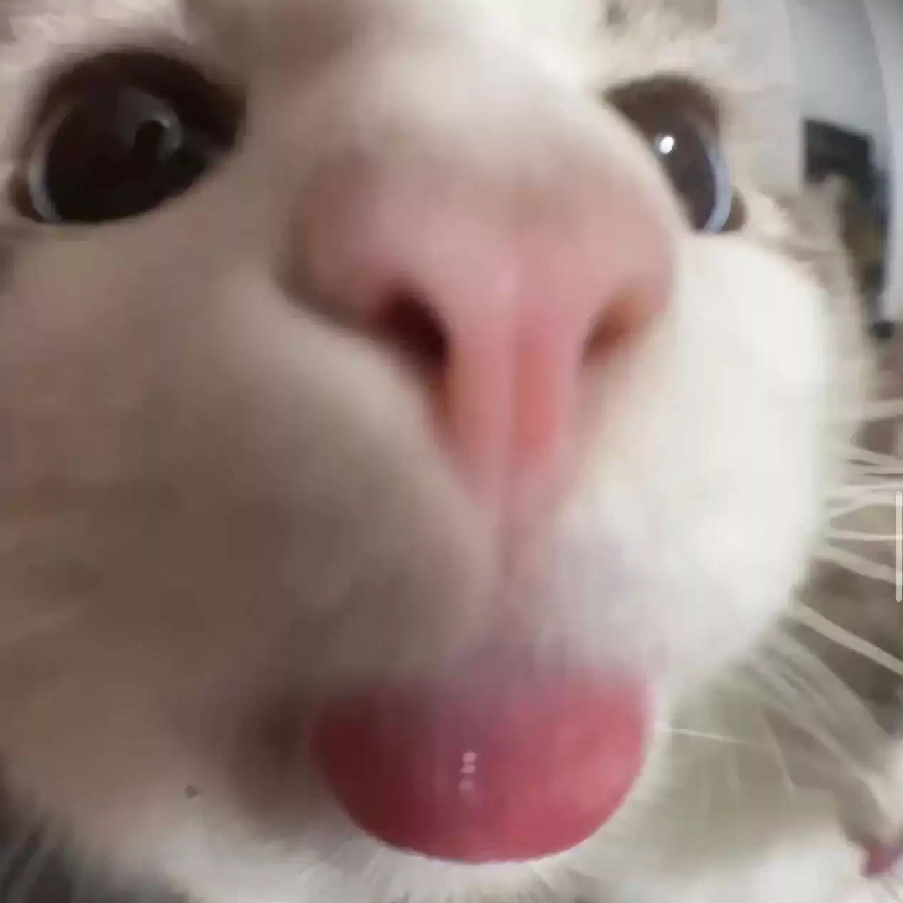 每日丑猫(3)