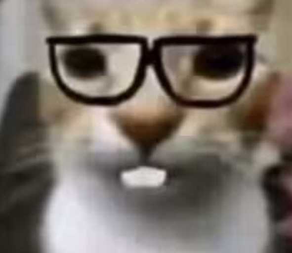 每日丑猫(3)