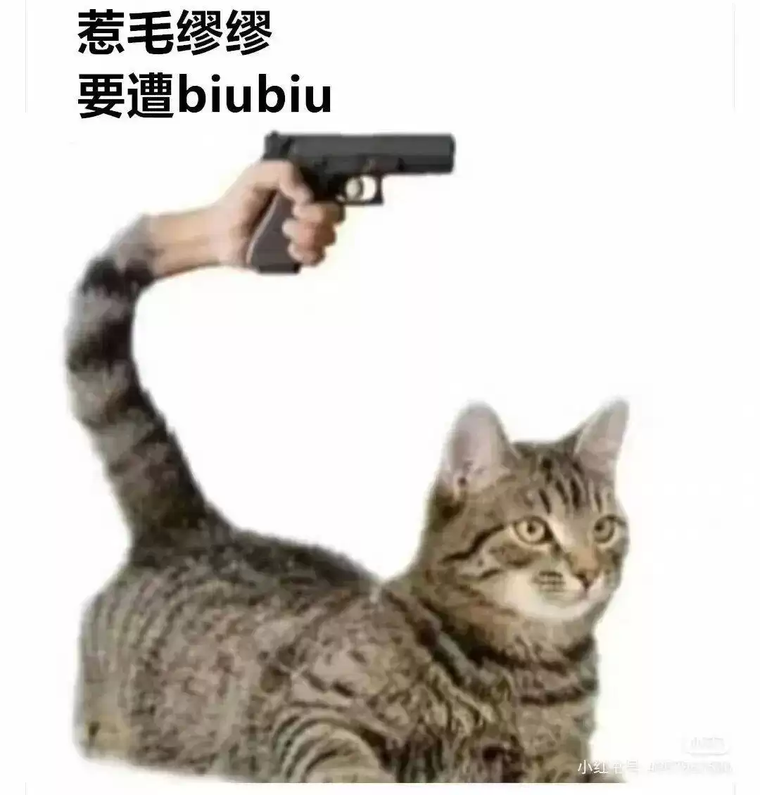 每日丑猫(3)