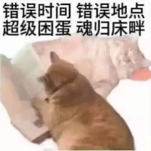 每日丑猫(3)