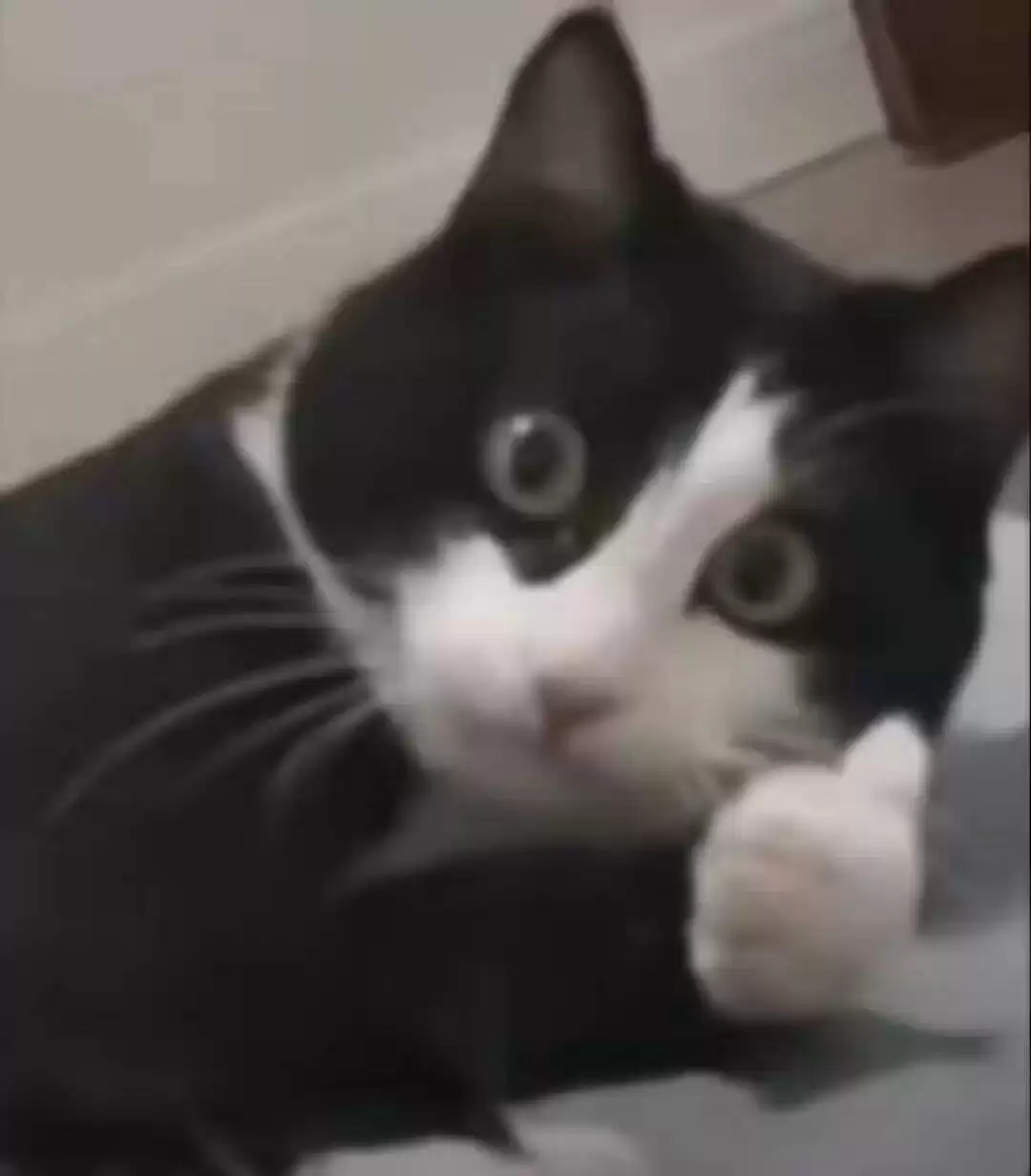 每日丑猫(3)
