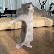 每日丑猫(3)