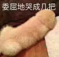 每日丑猫(3)