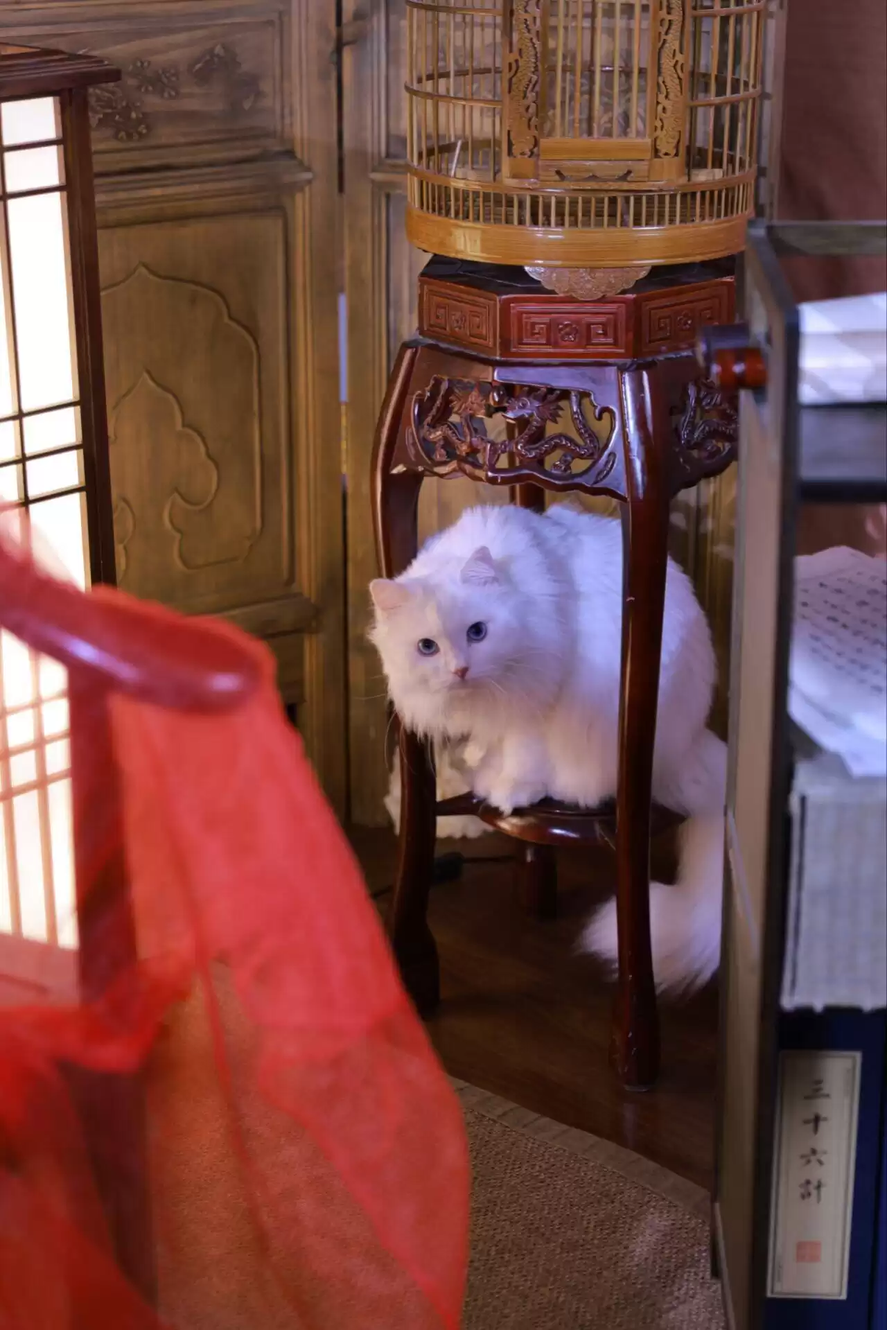每日丑猫(3)