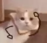 每日丑猫(7)