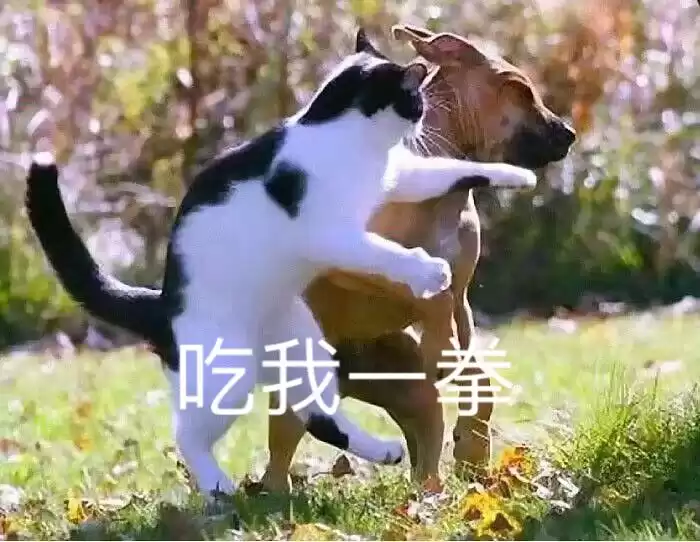 每日丑猫(7)