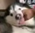 每日丑猫(7)