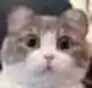每日丑猫(7)