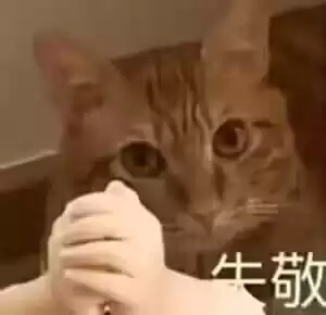 每日丑猫(7)