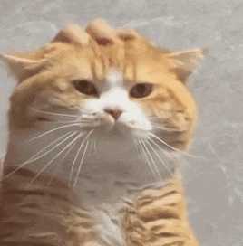 每日丑猫(7)