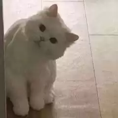 每日丑猫(7)