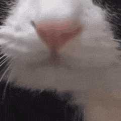 每日丑猫(7)