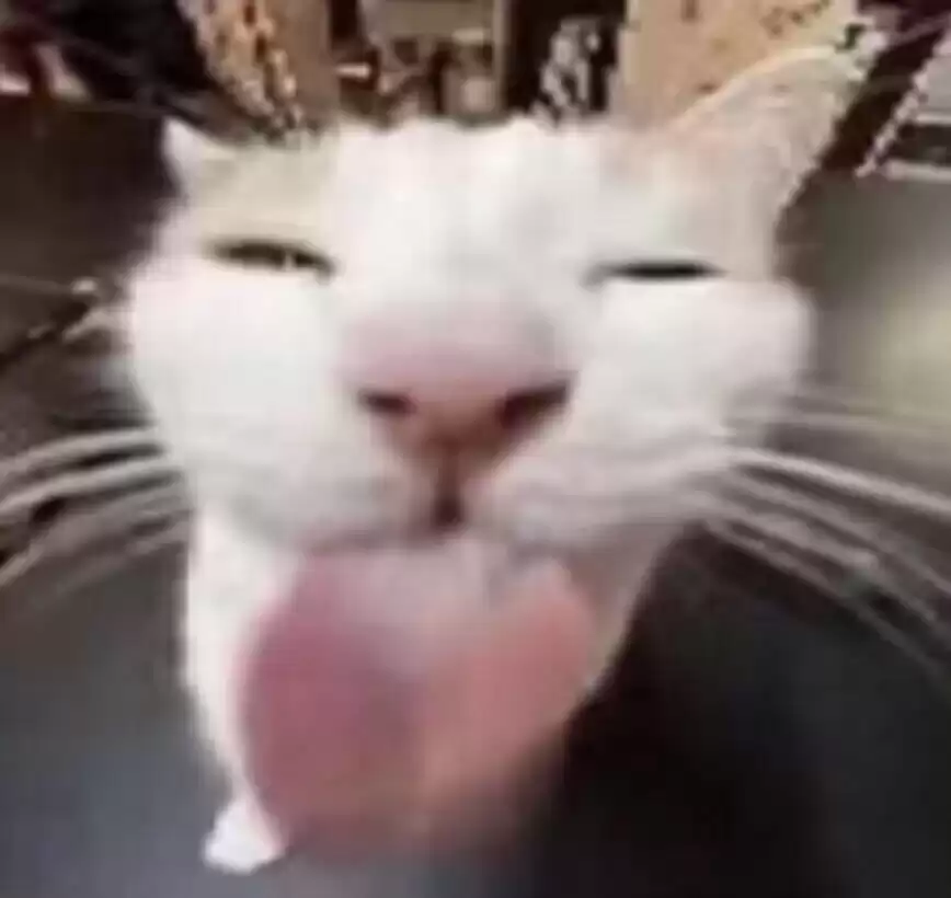 每日丑猫(7)