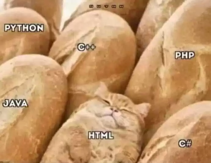 每日丑猫(7)