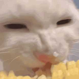 每日丑猫(7)