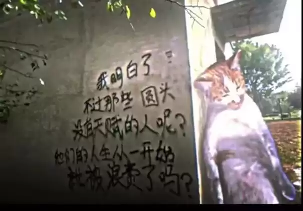 每日丑猫(10)