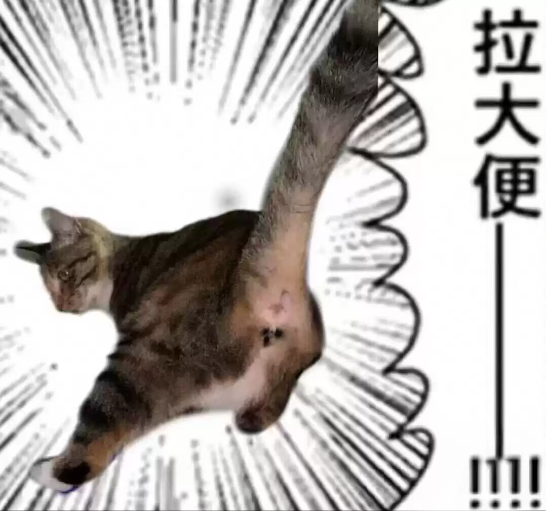 每日丑猫(10)