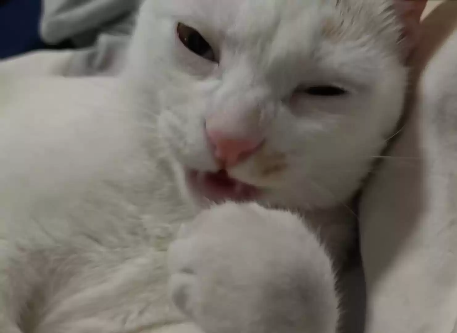 每日丑猫(10)