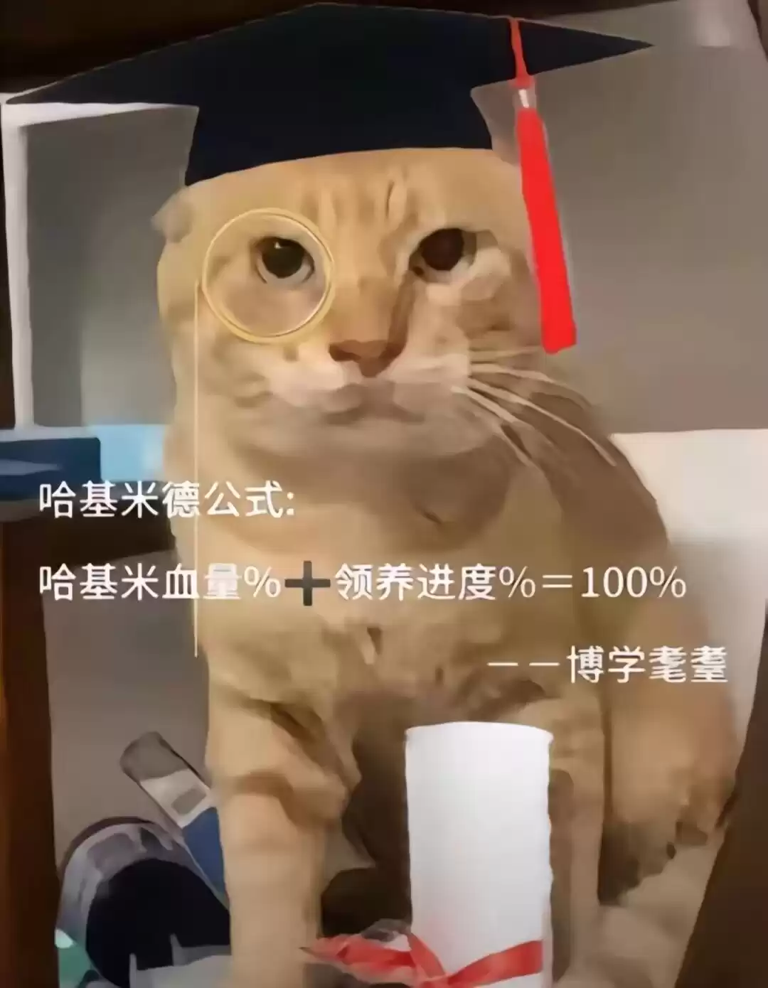 每日丑猫(10)