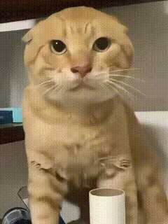 每日丑猫(10)