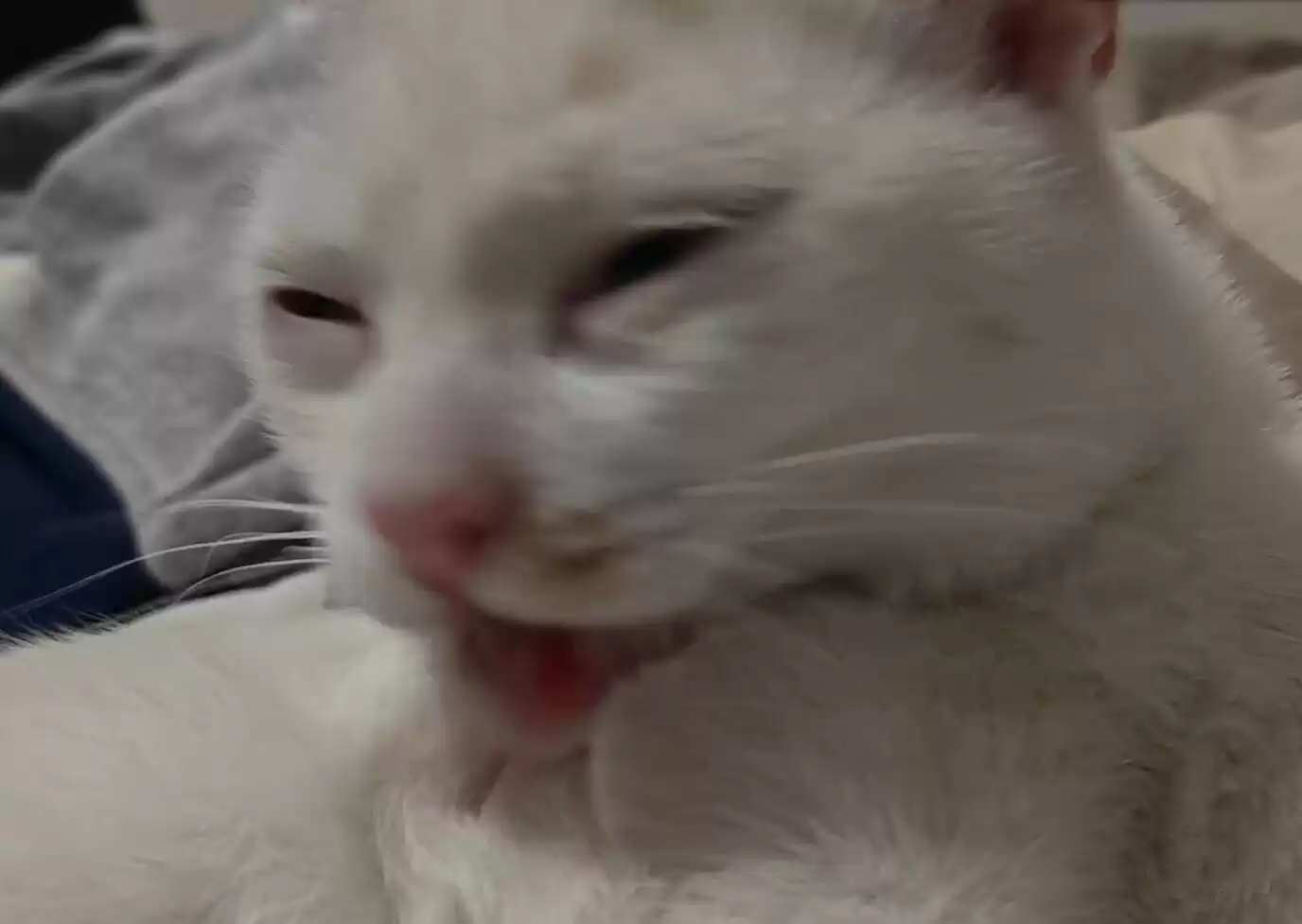 每日丑猫(10)