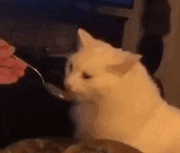 每日丑猫(10)