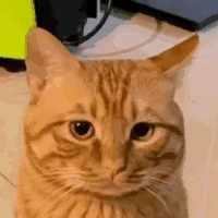 每日丑猫(13)