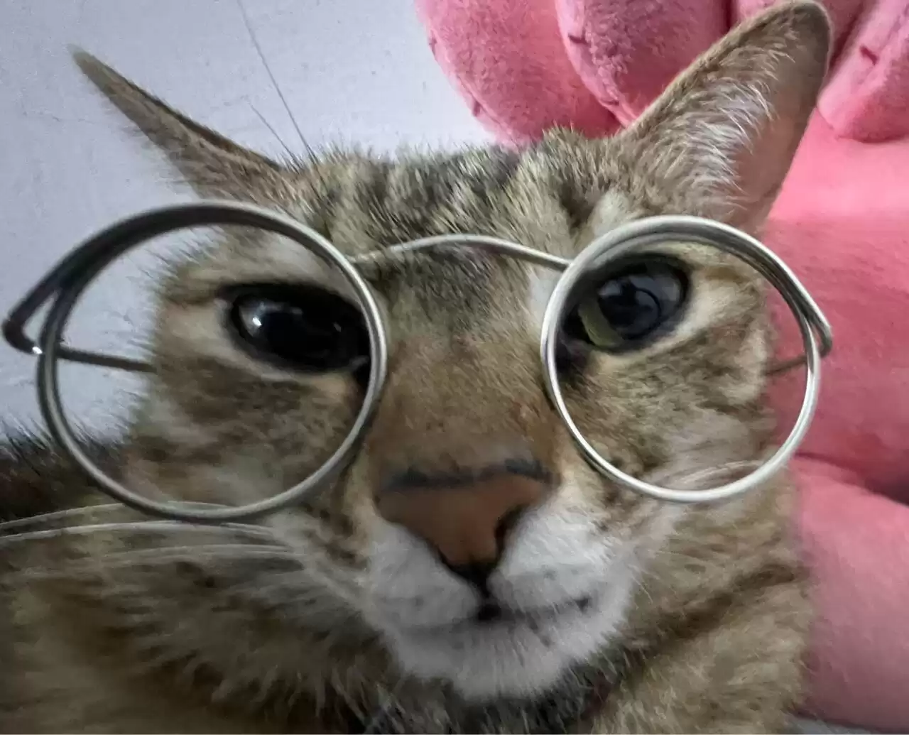 每日丑猫(13)