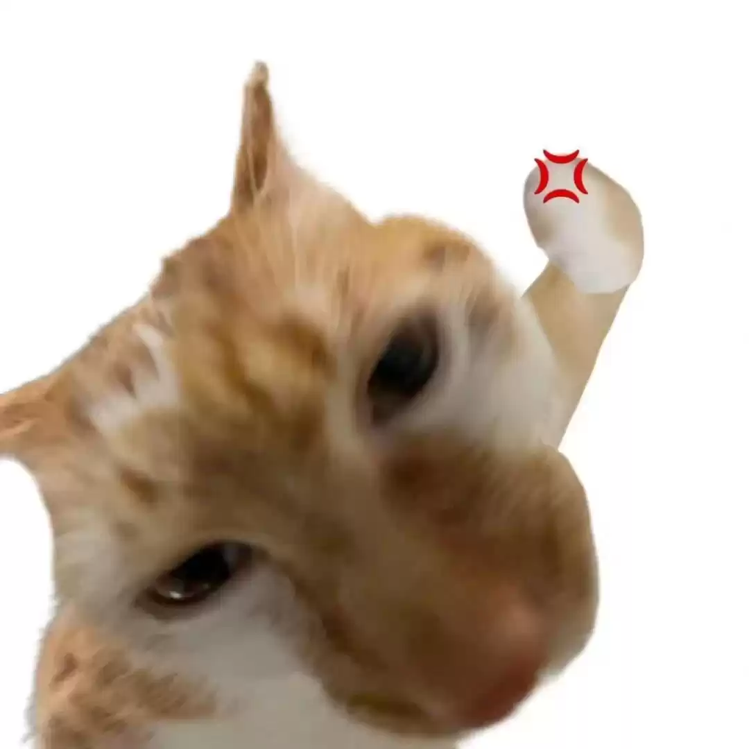 每日丑猫(17)