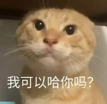 每日丑猫(13)