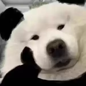 每日丑猫(16)