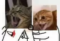 每日丑猫(16)