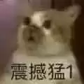 每日丑猫(16)