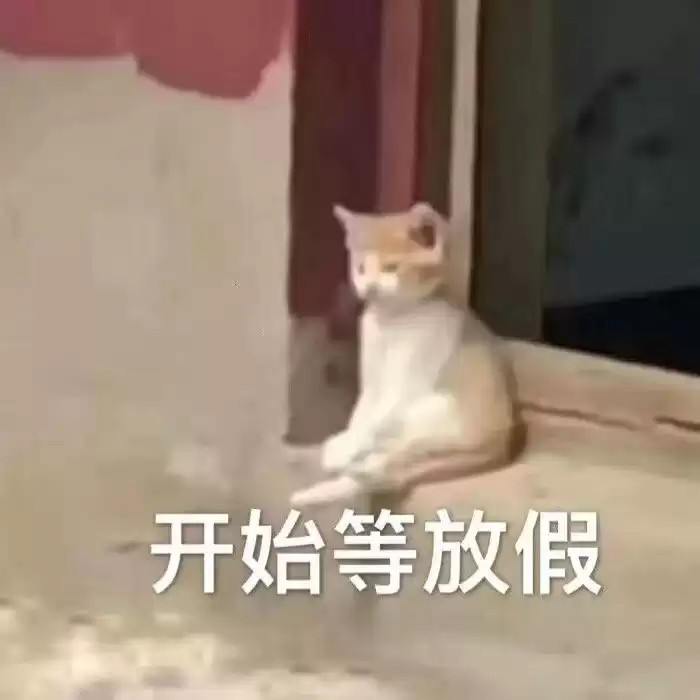每日丑猫(16)