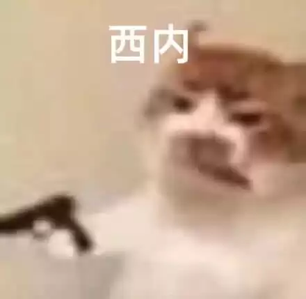 每日丑猫(16)