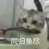 每日丑猫(16)