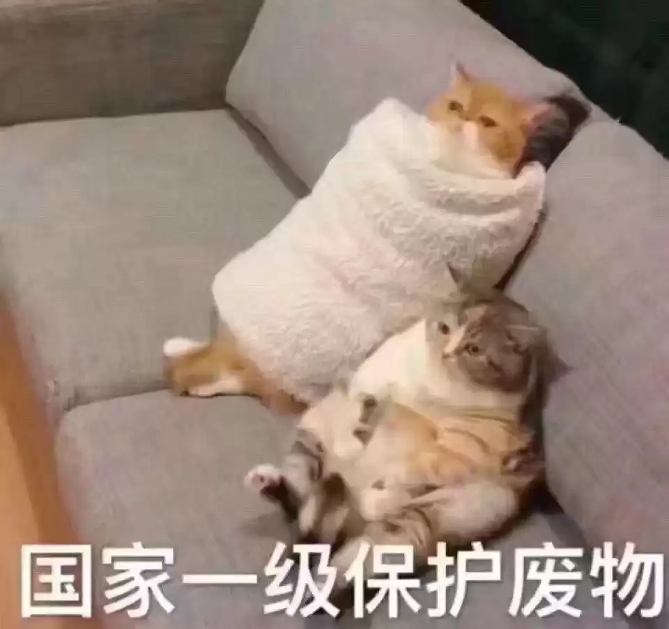 每日丑猫(16)