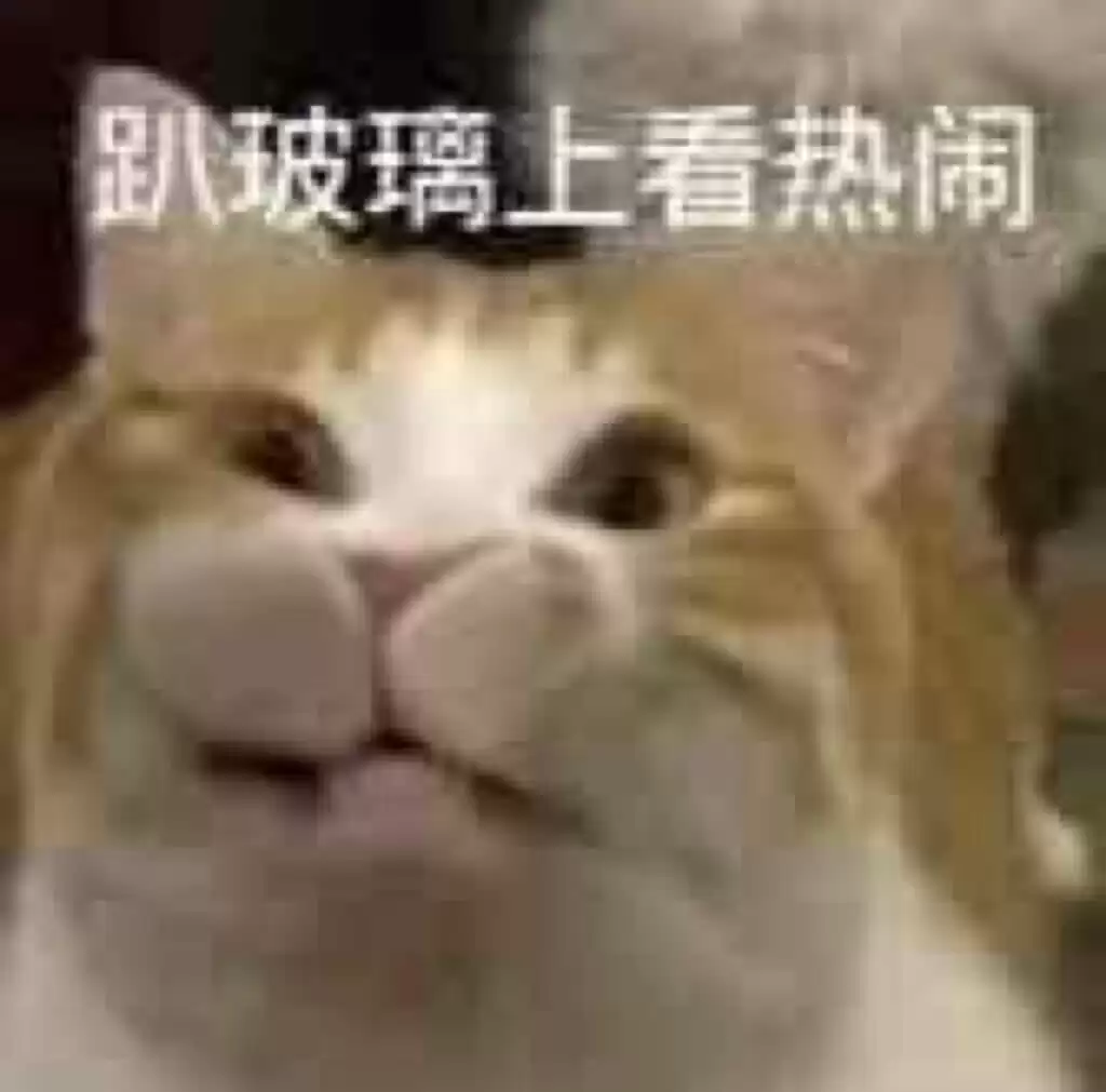每日丑猫(16)