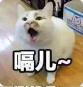 每日丑猫(16)