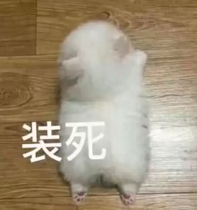 每日丑猫(16)