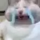 每日丑猫(16)